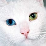 National Different Colored Eyes Day